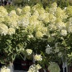 Hortenzia metlinatá (Hydrangea paniculata) ‘MAGICAL MATTERHORN’ - výška 80-100 cm, kont. C10L - NA KMIENKU